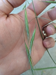Bromus sterilis