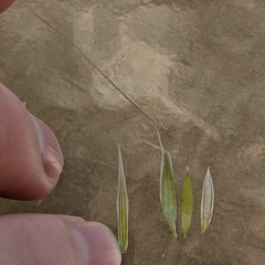 Bromus sterilis