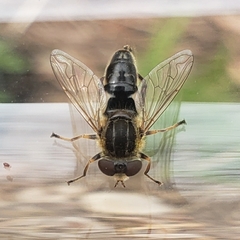 Anasimyia bilinearis