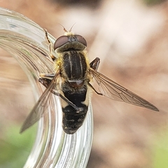 Anasimyia bilinearis