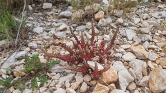 Petrosedum ochroleucum