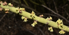 Euphorbia rossiana