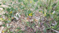 Coronilla scorpioides