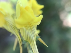 Linaria supina