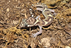 Coleonyx mitratus