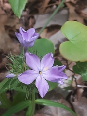 Phlox pilosa