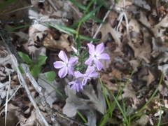 Phlox pilosa