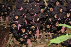 Bdallophytum americanum