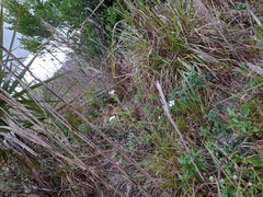 Catharanthus roseus image