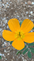 Kallstroemia peninsularis