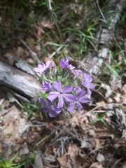 Phlox pilosa