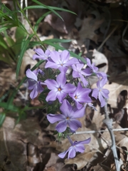 Phlox pilosa