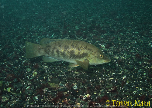 Ballan Wrasse