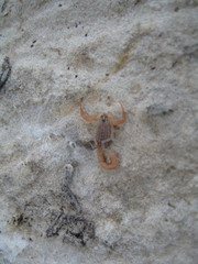 Aegaeobuthus gibbosus