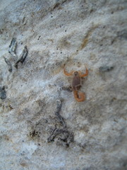 Aegaeobuthus gibbosus