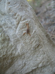 Aegaeobuthus gibbosus