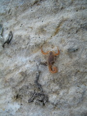 Aegaeobuthus gibbosus