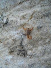 Aegaeobuthus gibbosus