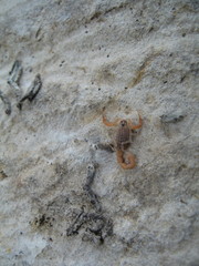 Aegaeobuthus gibbosus