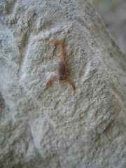 Aegaeobuthus gibbosus