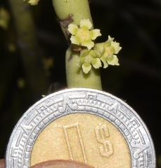 Euphorbia rossiana