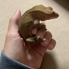 Correlophus
