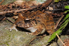 Craugastor aurilegulus