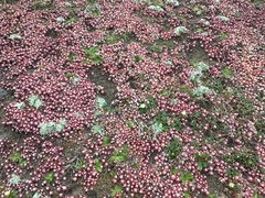Sedum spathulifolium
