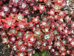 Sedum spathulifolium
