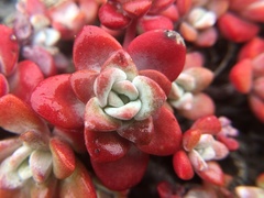 Sedum spathulifolium