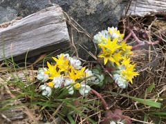 Sedum spathulifolium