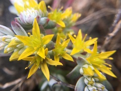 Sedum spathulifolium
