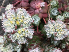 Sedum spathulifolium