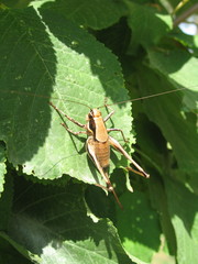 Eupholidoptera smyrnensis