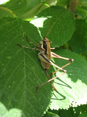 Eupholidoptera smyrnensis