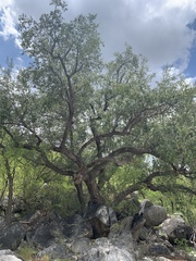Quercus brandegeei