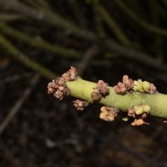 Euphorbia rossiana