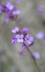 Erysimum lagascae