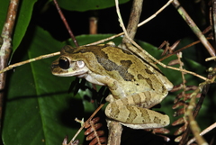 Smilisca baudinii