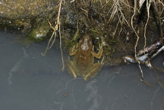 Lithobates maculatus