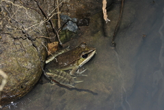 Lithobates maculatus
