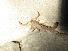 Aegaeobuthus gibbosus