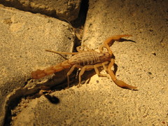 Aegaeobuthus gibbosus