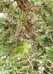 Melaleuca halmaturorum