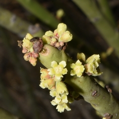 Euphorbia rossiana