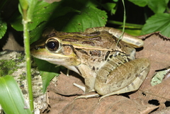 Lithobates brownorum