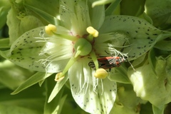 Melacoryphus nigrinervis