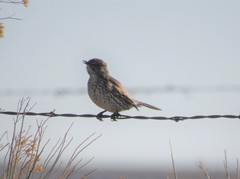 Oreoscoptes montanus