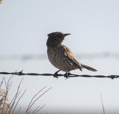 Oreoscoptes montanus