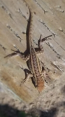 Uta stansburiana elegans